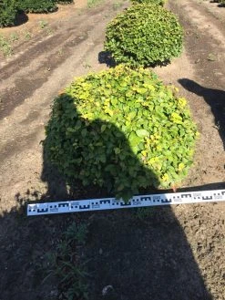 Beuk Als Bolvorm (Fagus Sylvatica) -Groene Wereld fagus sylvatica 80 cm breed platte bol drkl