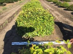 Beuk Als Bolvorm (Fagus Sylvatica) -Groene Wereld fagus sylvatica 90 cm breed platte bol drkl 1