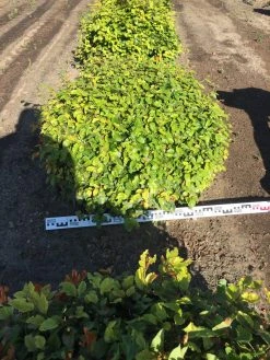 Beuk Als Bolvorm (Fagus Sylvatica) -Groene Wereld fagus sylvatica 90 cm breed platte bol drkl 2