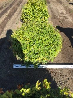 Beuk Als Bolvorm (Fagus Sylvatica) -Groene Wereld fagus sylvatica 90 cm breed platte bol drkl 3