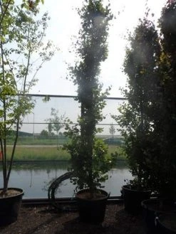 Zuilbeuk (Fagus Sylvatica 'Dawyck') -Groene Wereld fagus sylvatica dawijck 350 400 450 c130