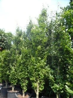 Zuilbeuk (Fagus Sylvatica 'Dawyck') -Groene Wereld fagus sylvatica dawijck 350 400 450 c130 2