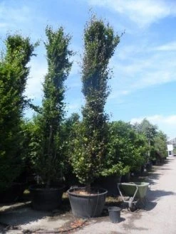 Zuilbeuk (Fagus Sylvatica 'Dawyck') -Groene Wereld fagus sylvatica dawijck 500 600 700 c500