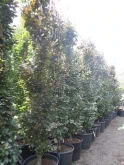 Rode Zuilbeuk (Fagus Sylvatica 'Dawyck Purple') 20 Rode Zuilbeuk (Fagus Sylvatica 'Dawyck Purple') -Groene Wereld fagus sylvatica dawijck purple 350 400 450 c130