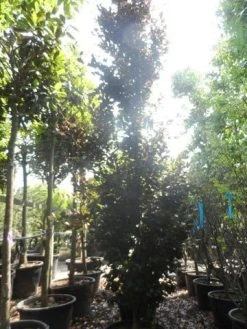 Rode Zuilbeuk (Fagus Sylvatica 'Dawyck Purple') 21 Rode Zuilbeuk (Fagus Sylvatica 'Dawyck Purple') -Groene Wereld fagus sylvatica dawijck purple 450 500 c160