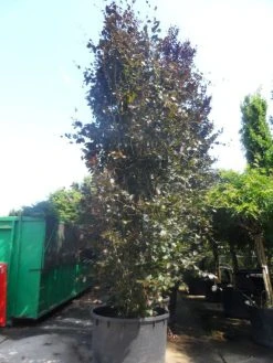 Rode Zuilbeuk (Fagus Sylvatica 'Dawyck Purple') 19 Rode Zuilbeuk (Fagus Sylvatica 'Dawyck Purple') -Groene Wereld fagus sylvatica dawijck purple 500 600 c1000