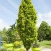 Gele Zuilbeuk (Fagus Sylvatica 'Dawyck Gold') -Groene Wereld fagus sylvatica dawyck gold01