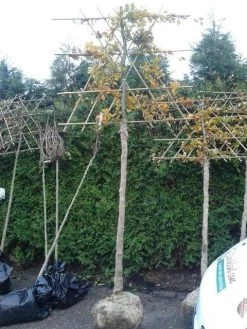 Groene Beuk Als Leiboom (Fagus Sylvatica) -Groene Wereld fagus sylvatica lei 1