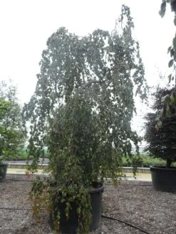 Treurbeuk (Fagus Sylvatica 'Pendula') -Groene Wereld fagus sylvatica pendula solitair c1000