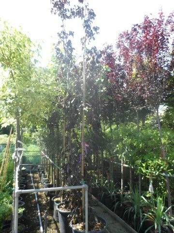 Rode Treurbeuk (Fagus Sylvatica 'Purpurea Pendula') 4 Rode Treurbeuk (Fagus Sylvatica 'Purpurea Pendula') - Afbeelding 2