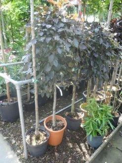 Rode Treurbeuk (Fagus Sylvatica 'Purpurea Pendula') 9 Rode Treurbeuk (Fagus Sylvatica 'Purpurea Pendula') -Groene Wereld fagus sylvatica purpurea pendula halfstam c20