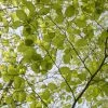 Groene Beuk Als Leiboom (Fagus Sylvatica) -Groene Wereld fagussylvatica beuk bladv01 1