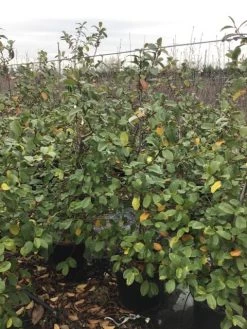 Michelia (Fairy Magnolia 'Blush') -Groene Wereld fairyblush 1