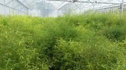 Bamboe (Fargesia Rufa) -Groene Wereld fargesia