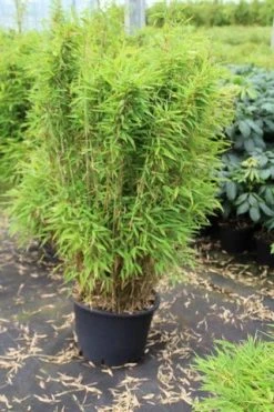 Niet Woekerende Bamboe (Fargesia Robusta) -Groene Wereld fargesia 1