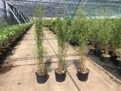 Niet Woekerende Bamboe (Fargesia 'Jiuzhaigou') 25 Niet Woekerende Bamboe (Fargesia 'Jiuzhaigou') -Groene Wereld fargesia 2