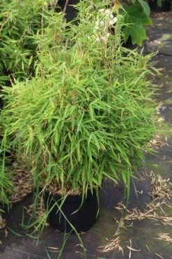 Niet Woekerende Bamboe (Fargesia Robusta) -Groene Wereld fargesia 2 1