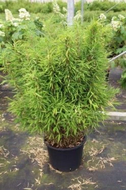 Niet Woekerende Bamboe (Fargesia Robusta) -Groene Wereld fargesia 3