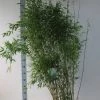 Niet-woekerende Bamboe (Fargesia Denudata) -Groene Wereld fargesia denudata 125 150 cm co. 18l kopie 2 1 1