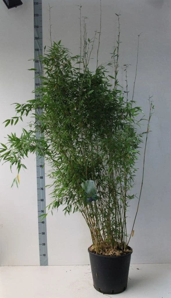 Niet-woekerende Bamboe (Fargesia Denudata) 3 Niet-woekerende Bamboe (Fargesia Denudata)