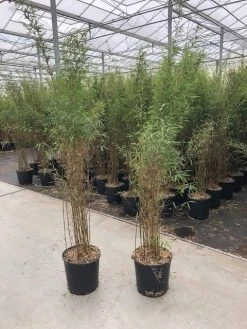 Niet Woekerende Bamboe (Fargesia 'Jiuzhaigou') -Groene Wereld fargesia jiu 1