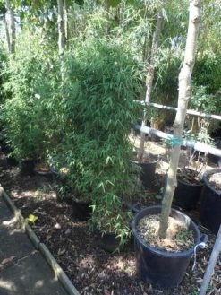 Niet Woekerende Bamboe (Fargesia 'Jiuzhaigou') 34 Niet Woekerende Bamboe (Fargesia 'Jiuzhaigou') -Groene Wereld fargesia jiu 125 150 c12