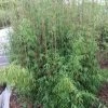 Niet Woekerende Bamboe (Fargesia 'Jiuzhaigou')