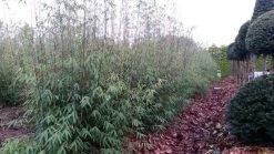 Niet Woekerende Bamboe (Fargesia 'Jiuzhaigou') -Groene Wereld fargesia jiuzaghou 4 1 1