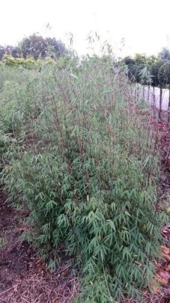 Niet Woekerende Bamboe (Fargesia 'Jiuzhaigou') 21 Niet Woekerende Bamboe (Fargesia 'Jiuzhaigou') -Groene Wereld fargesia jiuzaghou 4 2