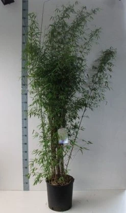 Niet Woekerende Bamboe (Fargesia 'Jiuzhaigou') -Groene Wereld fargesia juizhaigo 125 150 co. 18l kopie kopie 1