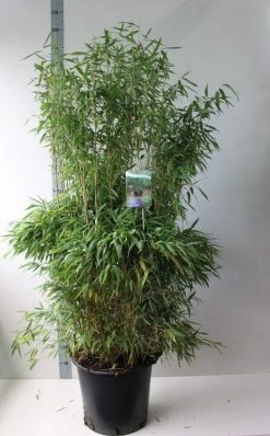 Niet Woekerende Bamboe (Fargesia Murieliae 'Jumbo') 18 Niet Woekerende Bamboe (Fargesia Murieliae 'Jumbo') -Groene Wereld fargesia m super jumbo 125 150 co. 30l kopie 1