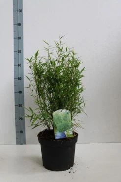 Niet Woekerende Bamboe (Fargesia Murieliae 'Bimbo') 22 Niet Woekerende Bamboe (Fargesia Murieliae 'Bimbo') -Groene Wereld fargesia mur bimbo 40 60 co. 5l kopie 1