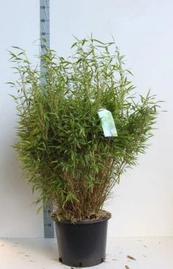 Niet Woekerende Bamboe (Fargesia Murieliae 'Bimbo') 25 Niet Woekerende Bamboe (Fargesia Murieliae 'Bimbo') -Groene Wereld fargesia mur bimbo 80 100 cm co. 25l kopie 1