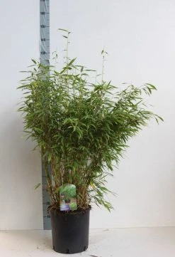 Niet Woekerende Bamboe (Fargesia Murieliae 'Jumbo') 16 Niet Woekerende Bamboe (Fargesia Murieliae 'Jumbo') -Groene Wereld fargesia mur super jumbo 80 100 cm co. 12l. kopie 1