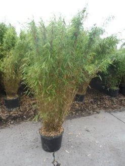 Niet Woekerende Bamboe (Fargesia Murieliae 'Jumbo') 21 Niet Woekerende Bamboe (Fargesia Murieliae 'Jumbo') -Groene Wereld fargesia murieliae jumbo 150 175 c25