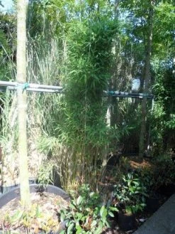 Niet Woekerende Bamboe (Fargesia Murieliae 'Jumbo') 22 Niet Woekerende Bamboe (Fargesia Murieliae 'Jumbo') -Groene Wereld fargesia murieliae jumbo 175 200 c35 1