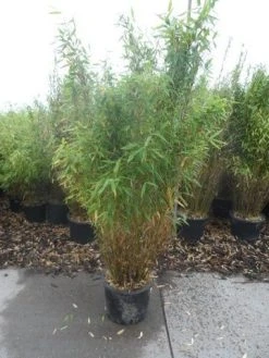 Niet Woekerende Bamboe (Fargesia Murieliae 'Simba') 26 Niet Woekerende Bamboe (Fargesia Murieliae 'Simba') -Groene Wereld fargesia murieliae simba 125 150 c20 1