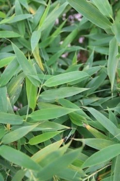 Niet Woekerende Bamboe (Fargesia Murieliae 'Simba') -Groene Wereld fargesia murieliae simba 1