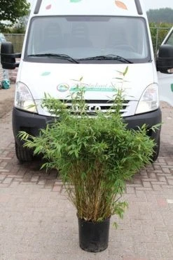 Niet Woekerende Bamboe (Fargesia Murieliae 'Simba') 28 Niet Woekerende Bamboe (Fargesia Murieliae 'Simba') -Groene Wereld fargesia murieliae simba 2 1