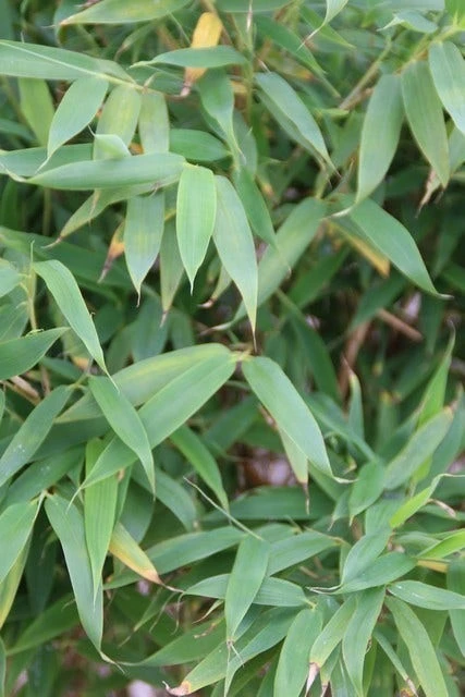 Niet Woekerende Bamboe (Fargesia Murieliae 'Simba') 8 Niet Woekerende Bamboe (Fargesia Murieliae 'Simba') - Afbeelding 6