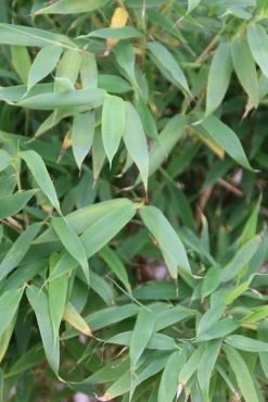 Niet Woekerende Bamboe (Fargesia Murieliae 'Simba') -Groene Wereld fargesia murieliae simba 3