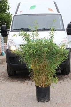 Niet Woekerende Bamboe (Fargesia Murieliae 'Simba') -Groene Wereld fargesia murieliae simba 4