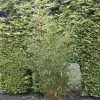 Niet Woekerende Bamboe (Fargesia Robusta) 2 Niet Woekerende Bamboe (Fargesia Robusta) -Groene Wereld fargesia robusta