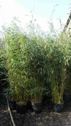 Niet Woekerende Bamboe (Fargesia Robusta) -Groene Wereld fargesia robusta 1