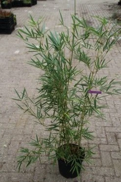 Niet Woekerende Bamboe (Fargesia Robusta) -Groene Wereld fargesia robusta 1 1