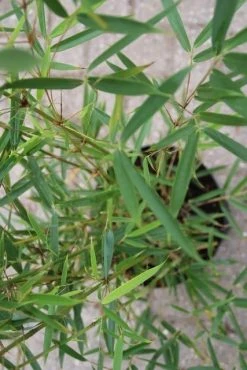 Niet Woekerende Bamboe (Fargesia Robusta) -Groene Wereld fargesia robusta 2