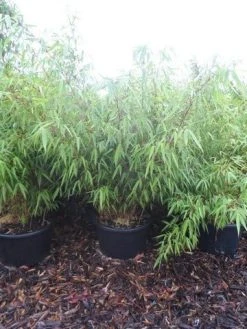 Bamboe (Fargesia Rufa) 26 Bamboe (Fargesia Rufa) -Groene Wereld fargesia rufa 100 125 c25 1