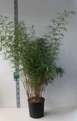 Bamboe (Fargesia Rufa) -Groene Wereld fargesia rufa 125 150 co. 18l kopie kopie