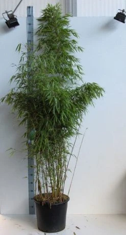 Bamboe (Fargesia Rufa) -Groene Wereld fargesia rufa 150 175 kopie