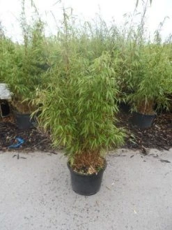 Bamboe (Fargesia Rufa) 25 Bamboe (Fargesia Rufa) -Groene Wereld fargesia rufa 80 100 125 c12 1